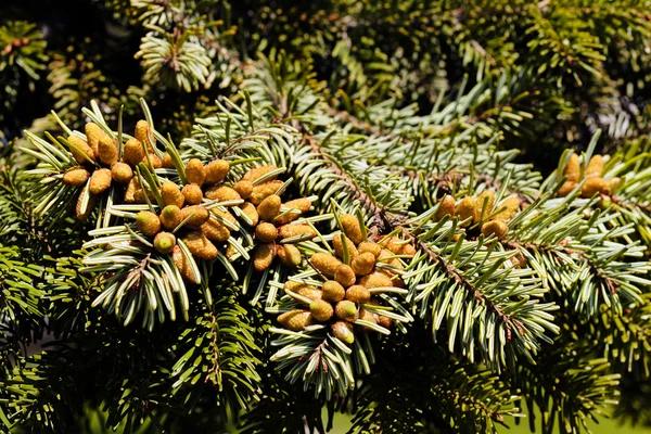 Frutos de abeto — Fotografia de Stock