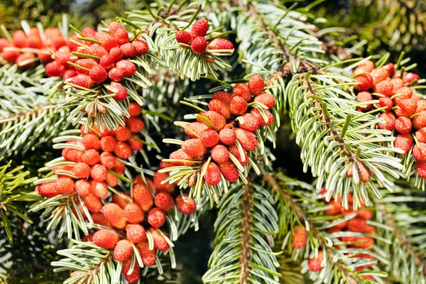 Frukterna av Gran — Stockfoto