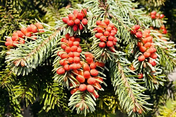 Frukterna av Gran — Stockfoto