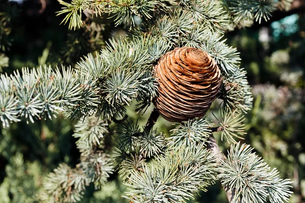 FIR kon av granen — Stockfoto