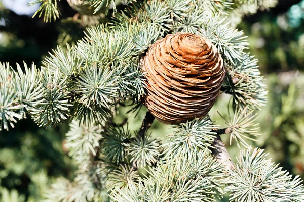 FIR kon av granen — Stockfoto