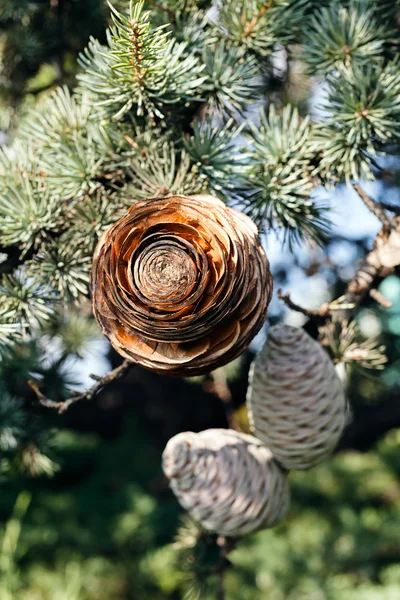 FIR kon av granen — Stockfoto