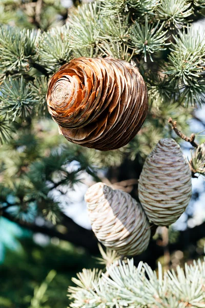 Fir cone of the spruce — Stock Photo, Image