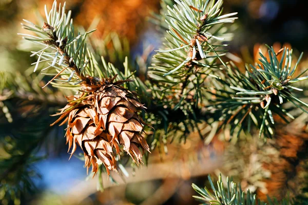 Nadelzweig Mit Tannenzapfen Der Natur Geringe Schärfentiefe Beachten — Stockfoto