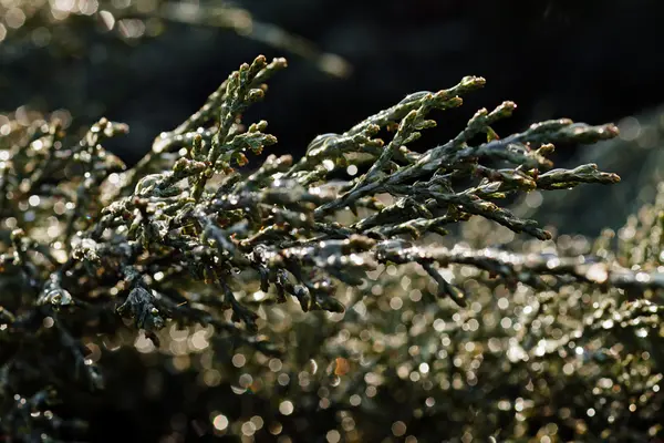 Rami astratti conifere — Foto Stock