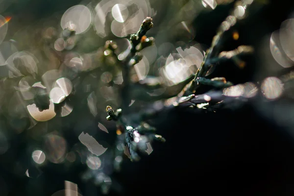 Abstrakte Zweige Nadelbäume — Stockfoto