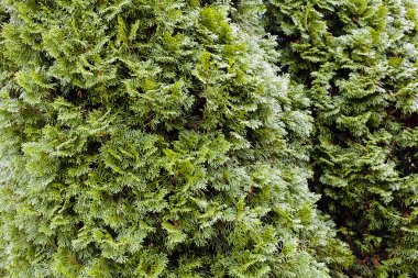 Çam Keresteden taç