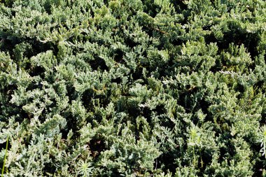 Çam Keresteden taç