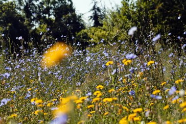 Yabani çiçekli çayır