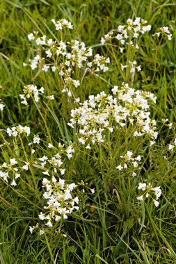 beyaz kır çiçekleri ile çayır