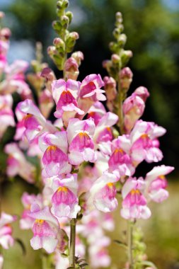 Doğadaki sincap ejderhaları, derin alan derinliğine dikkat edin.