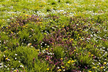 Çayır bitki örtüsü, alanın sığ derinliğine dikkat edin