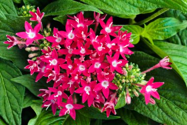 Kıllı yeşil yapraklı mor Pentalar, sığ alan derinliğine dikkat edin.