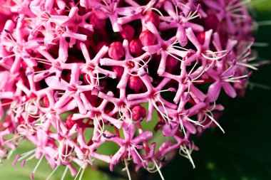 Koyu ve açık pembe renklere sahip sıra dışı çiçek, sığ alan derinliğine dikkat edin.