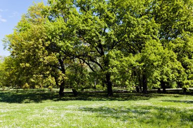 Baharda parkın peyzajı, sığ alan derinliğine dikkat edin