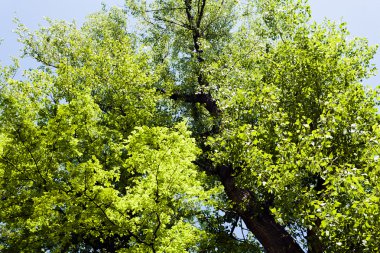 Not alan sığ derinliği arka planda gökyüzü ile Treetop