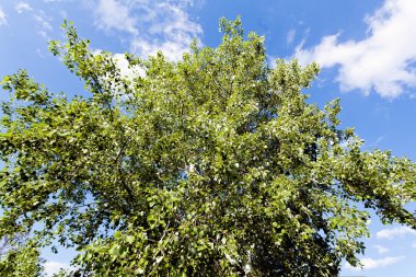 Not alan sığ derinliği arka planda gökyüzü ile Treetop