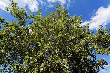 Not alan sığ derinliği arka planda gökyüzü ile Treetop