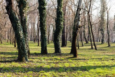 İlkbaharda sarmaşıkla kaplı bir ağaç.