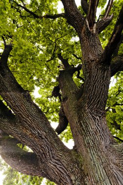 Orman, Not alan sığ derinliği bagaja