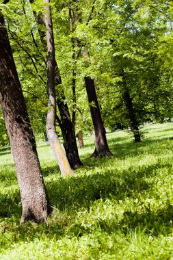 İlkbaharda, Not alan sığ derinliği yeşil orman