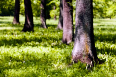 Orman, Not alan sığ derinliği bagaja