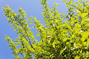 Not alan sığ derinliği arka planda gökyüzü ile Treetop