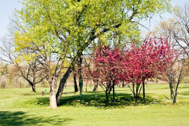 Baharda parkın peyzajı, sığ alan derinliğine dikkat edin