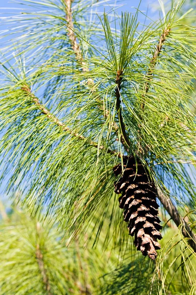 Ramo Conífera Com Cone Abeto Natureza Observe Profundidade Rasa Campo — Fotografia de Stock