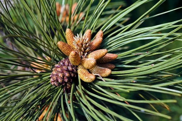 Ramo Conífera Com Cone Abeto Natureza Observe Profundidade Rasa Campo — Fotografia de Stock