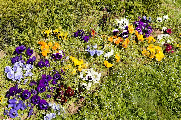 Meadow vegetation and violet — Stock Photo, Image