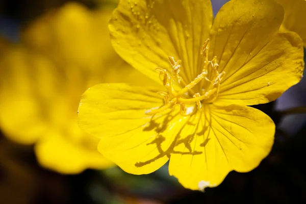 Gelbe Blume Auf Schwarzem Hintergrund Beachten Sie Die Geringe Schärfentiefe — Stockfoto