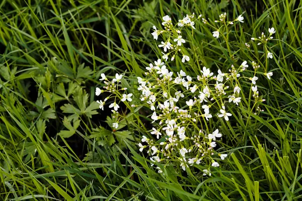 Prairie aux fleurs sauvages blanches — Photo