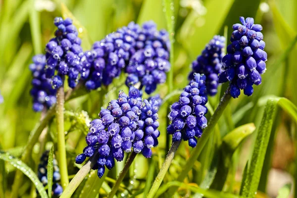 Muscari Bluebell Wilde Bloem Met Blauwe Bessen Ondiepe Velddiepte Noteren — Stockfoto