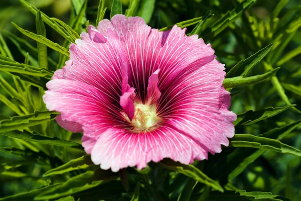 Open Rose Mallow Nature Note Shallow Depth Field — Stock Photo, Image