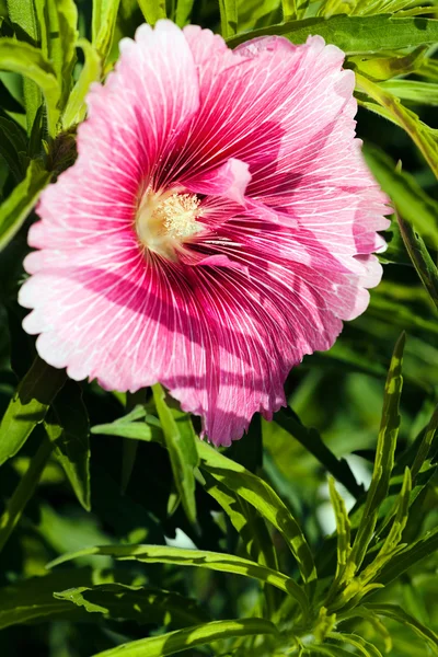Open Rose Mallow Nature Note Shallow Depth Field — Stock Photo, Image