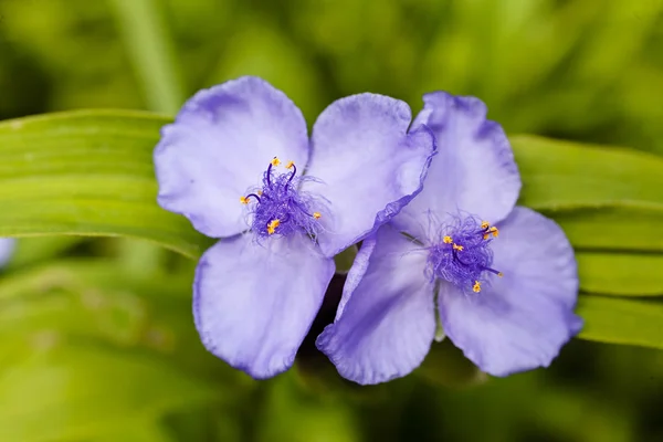 Δύο Μωβ Λουλούδι Πράσινα Φύλλα Σημειώστε Ρηχό Βάθος Πεδίου — Φωτογραφία Αρχείου