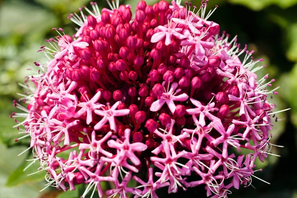 Niezwykły Kwiat Ciemnych Jasnoróżowych Kolorach Uwaga Płytkiej Głębi Ostrości — Zdjęcie stockowe