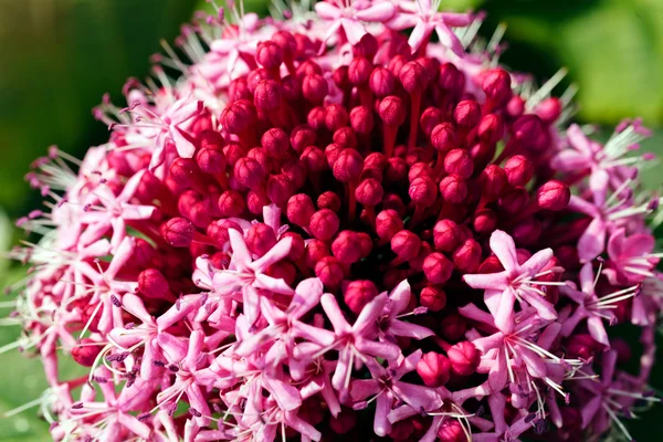 Ongewone Bloem Met Donker Licht Roze Kleuren Opmerking Ondiepe Diepte — Stockfoto