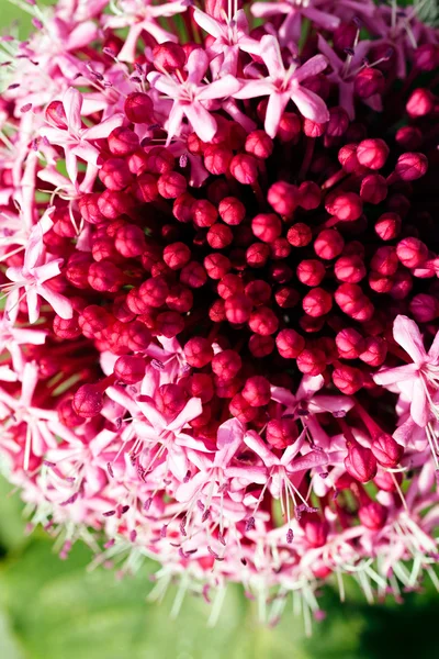 Unusual Flower Dark Light Pink Colors Note Shallow Depth Field — Stock Photo, Image