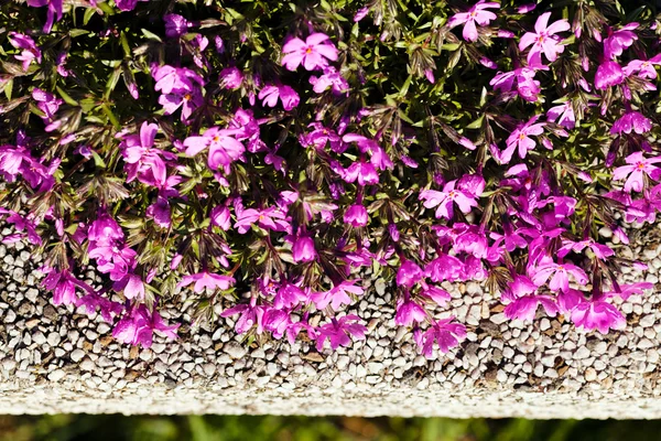 Etrafında Taşlar Olan Küçük Kalın Pembe Çiçekler Sığ Tarlanın Derinliğine — Stok fotoğraf