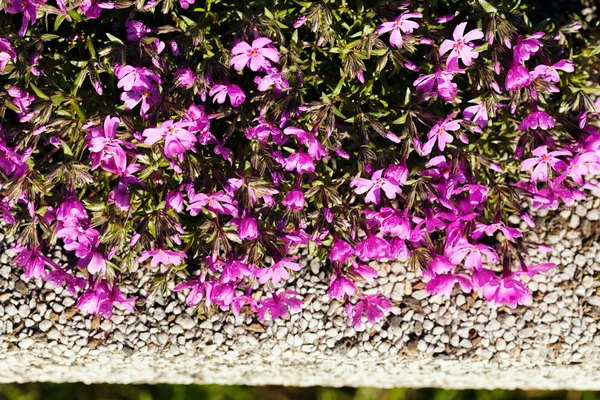 Etrafında Taşlar Olan Küçük Kalın Pembe Çiçekler Sığ Tarlanın Derinliğine — Stok fotoğraf