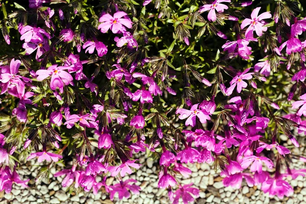 Etrafında Taşlar Olan Küçük Kalın Pembe Çiçekler Sığ Tarlanın Derinliğine — Stok fotoğraf