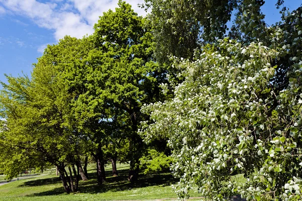 Paisajismo Del Parque Primavera Nota Poca Profundidad Campo — Foto de Stock