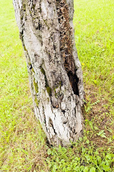 Tronc Dans Forêt Note Faible Profondeur Champ — Photo