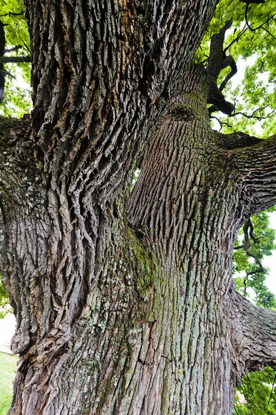 Boomstam Het Bos Opmerking Ondiepe Scherptediepte Stockafbeelding