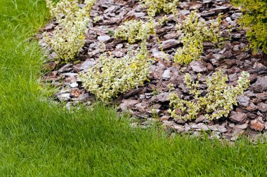 Parktaki süs gibi bitkiler ve taşlar, sığ alan derinliğine dikkat edin.