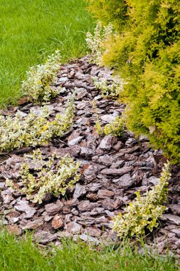 Parktaki süs gibi bitkiler ve taşlar, sığ alan derinliğine dikkat edin.