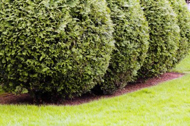 süs herdem yeşil çitleri