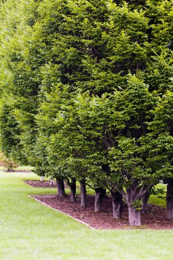 Avenue parkta ağaçların